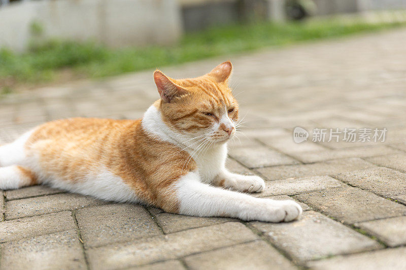 白猫和姜猫睡在室外混凝土地上