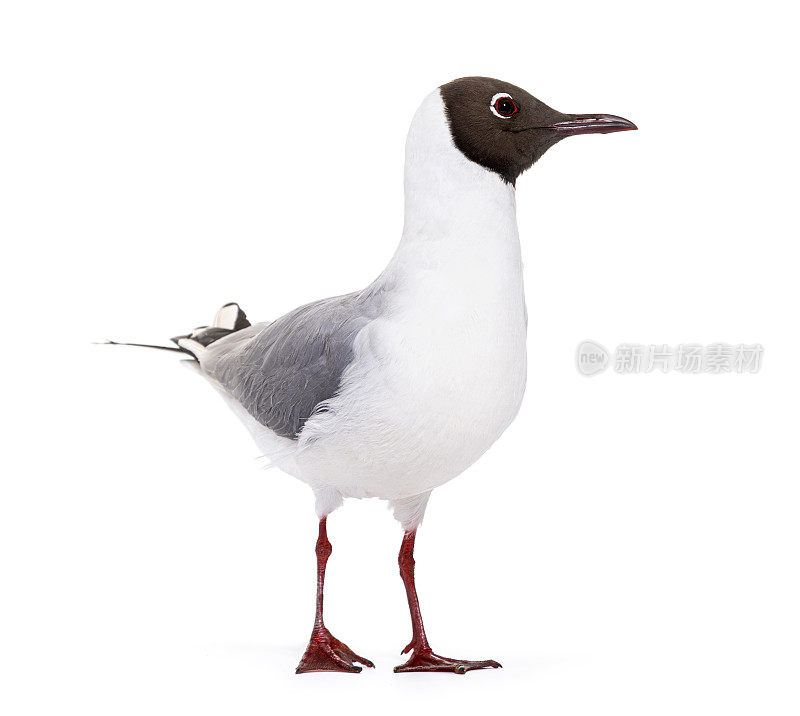 成年夏季羽毛，黑头海鸥，ridibundus，孤立在白色