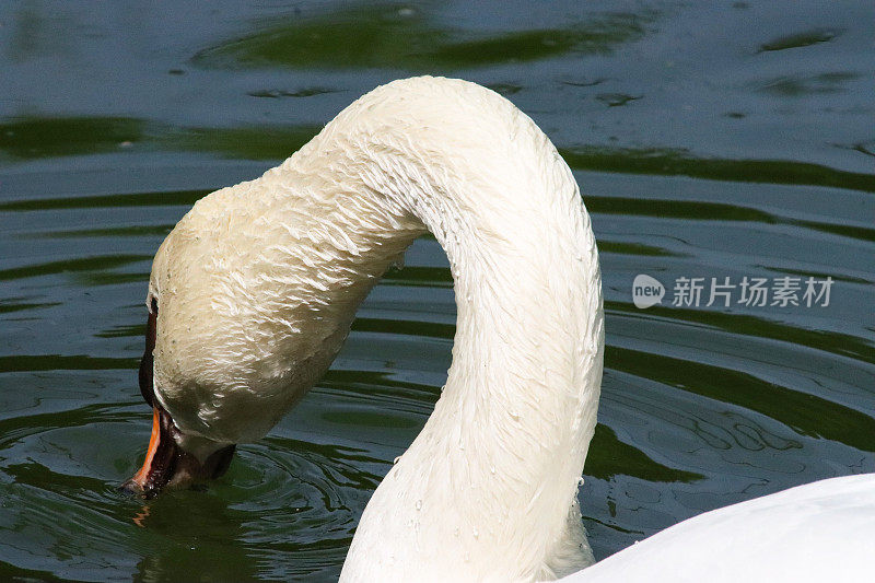 优美的疣形天鹅(天鹅色)在湖面上涉水，以水面的水生昆虫为食，鸟在荡漾的水中反射，聚焦于前景