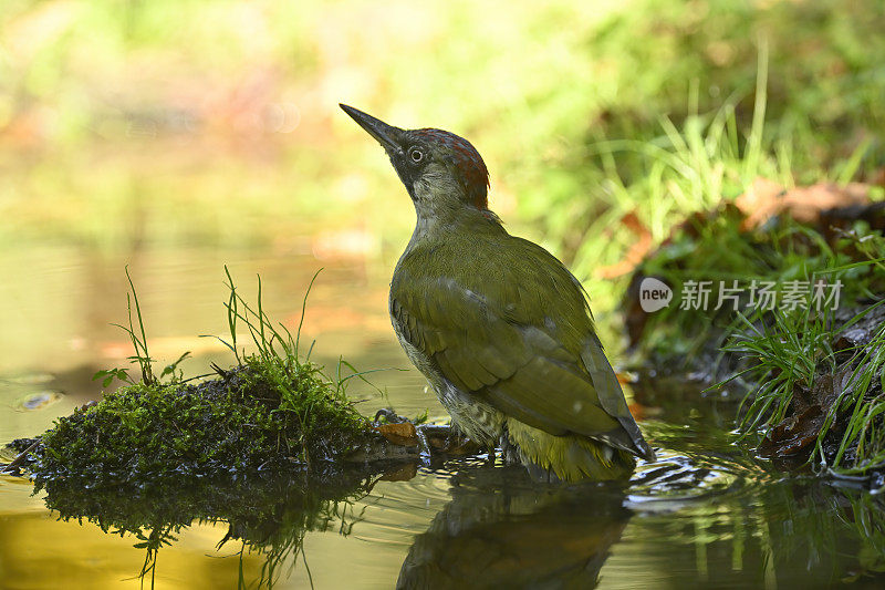 欧洲绿啄木鸟洗澡