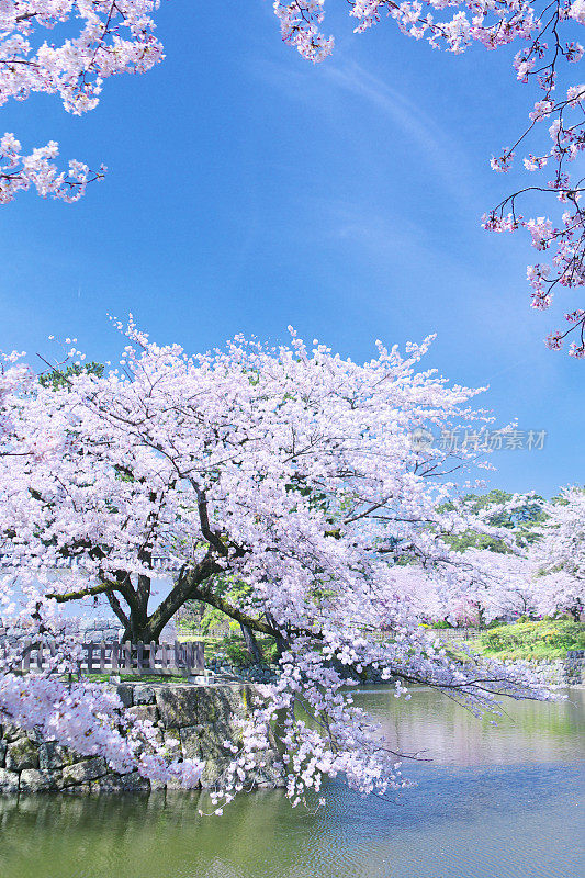 樱花在小田原城堡，日本，神奈川县，小田原，神奈川县