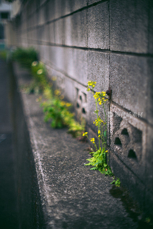 一朵无名的小花盛开在东京一个住宅区的角落里。