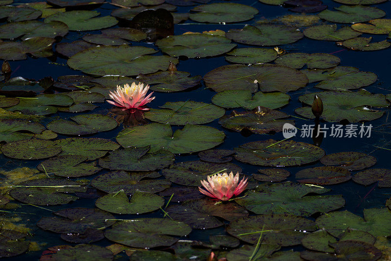 睡莲花和绿叶的形象