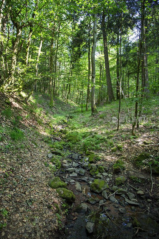 小峡谷和小溪，生物圈保护区Rhön，德国