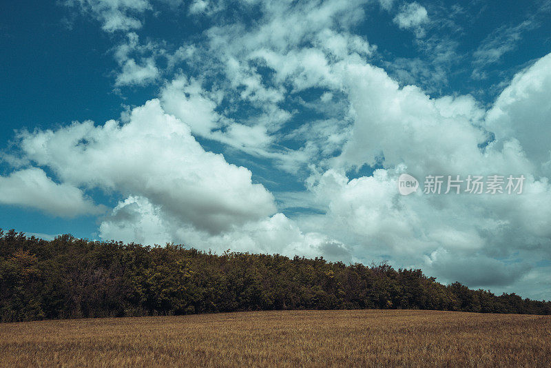 夏日阳光明媚的麦田