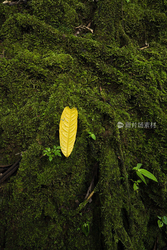 热带雨林中被苔藓覆盖的根