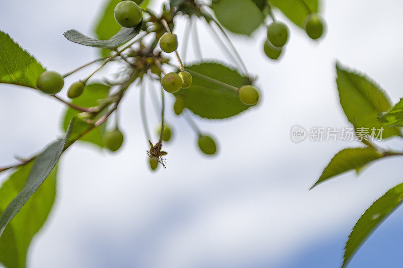 Morello樱桃树和成熟的樱桃