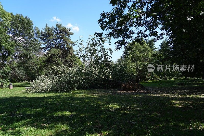 被龙卷风连根拔起的树