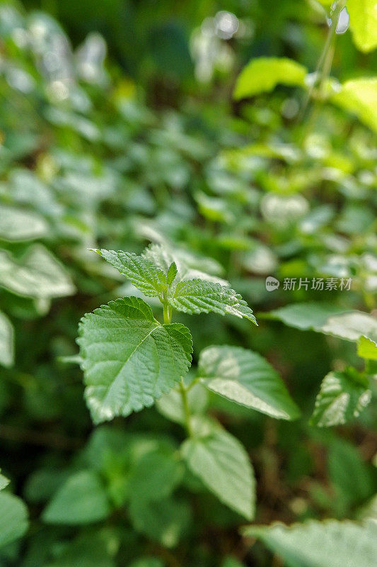 一个家庭植物在花盆中的极端近距离拍摄。绿色的叶子与美丽的纹理的微距拍摄。