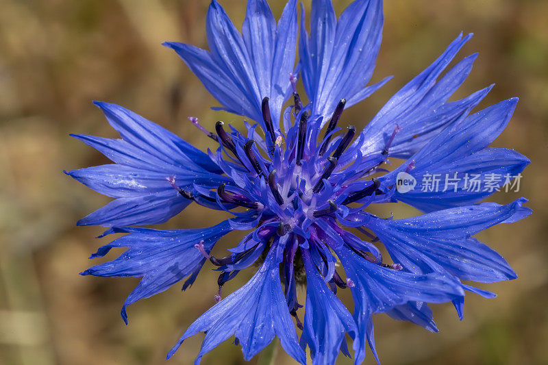 英国乡村花园里的矢车菊