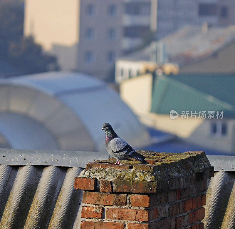 城市里的鸽子在屋顶上晒太阳。