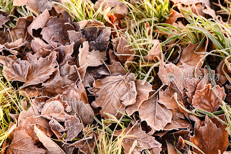 冬天的早晨，霜冻覆盖了草上的叶子
