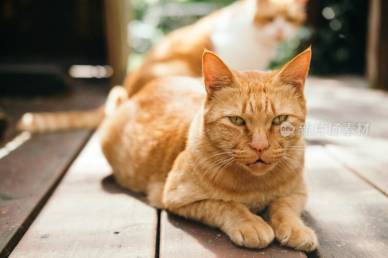 橙色虎斑猫躺在木甲板上