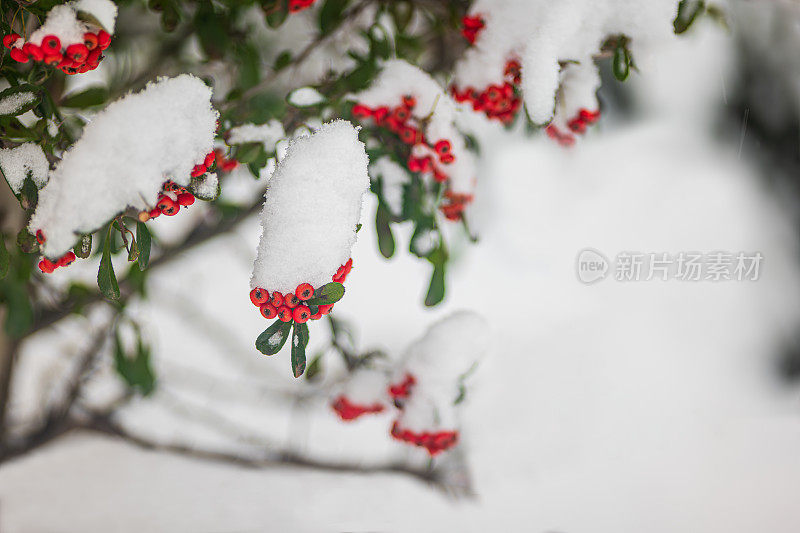 纯白色的背景上，杉树树枝上覆盖着厚厚的积雪