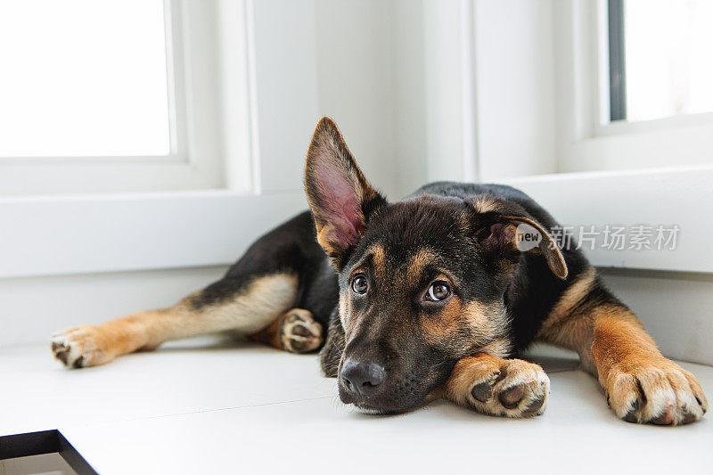 德国牧羊犬幼犬