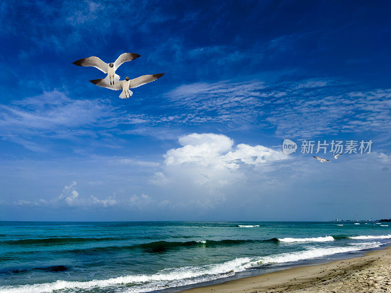 两只海鸥飞过热带岛屿海滩