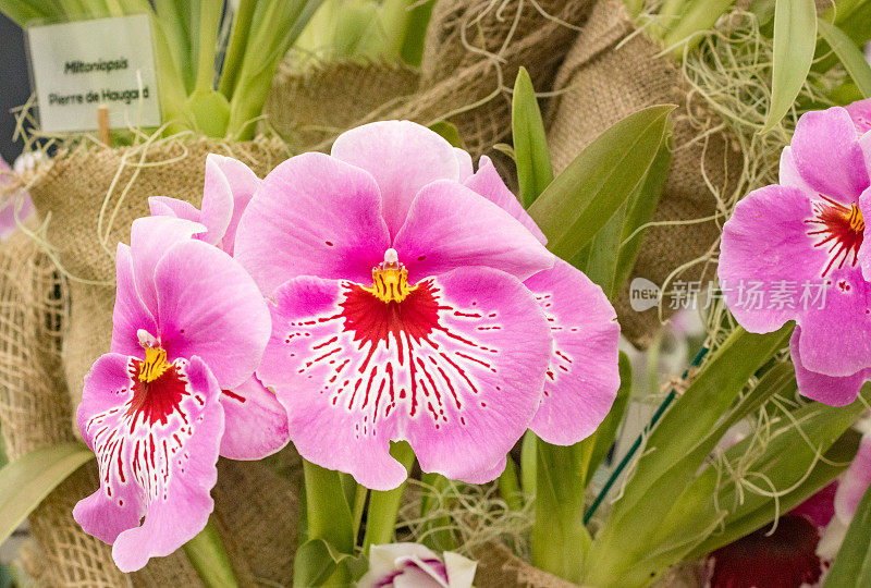 英国伦敦的Miltoniopsis“三色兰花”