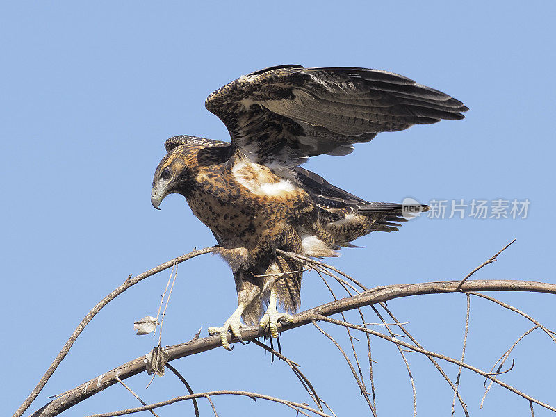 一只黑胸秃鹰栖息在树梢上，背景是清澈的蓝天