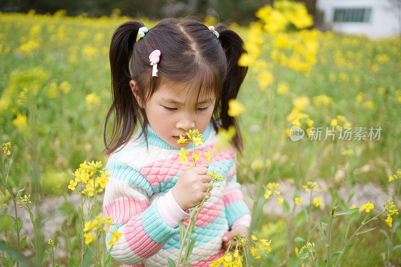 油菜花中的孩子