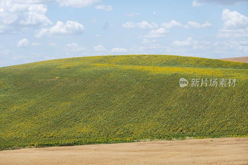 数以亿计的向日葵覆盖着山坡，充分展示了西班牙的农业