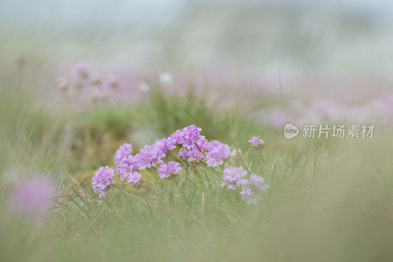 草地上的海节俭