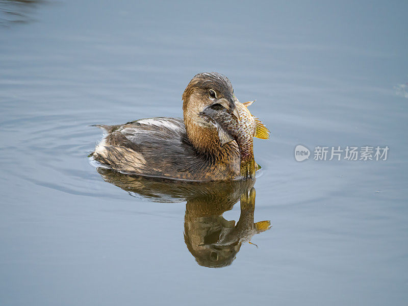 嘴含蓝鳃盘鱼的嘴嘴灰鹭