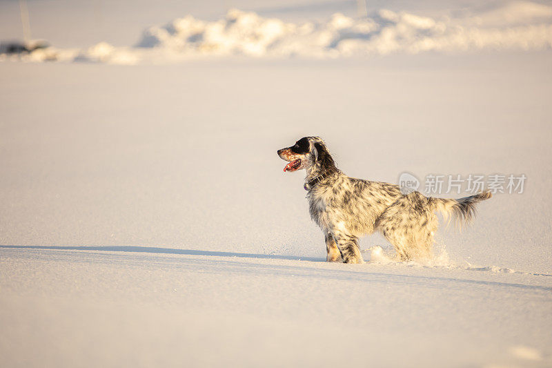 一只英国塞特犬站在雪地上。