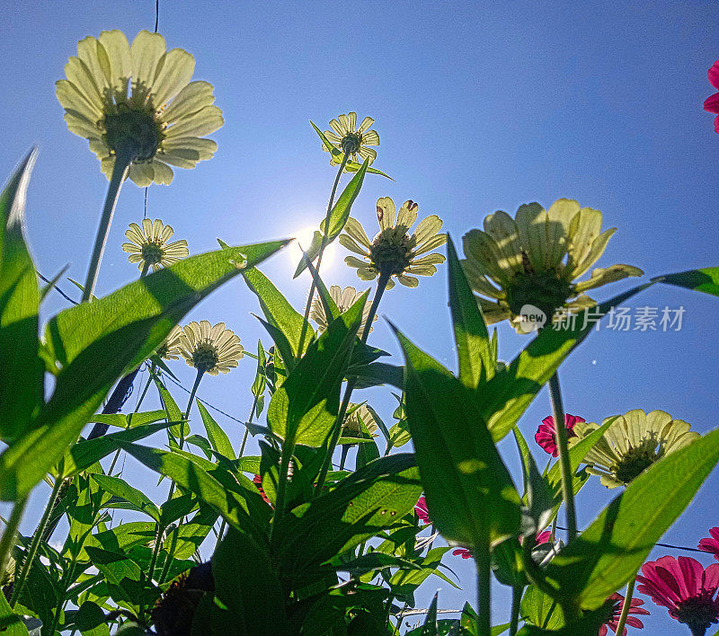 白色百日菊花