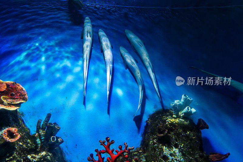 水族馆里饲养的鲨鱼