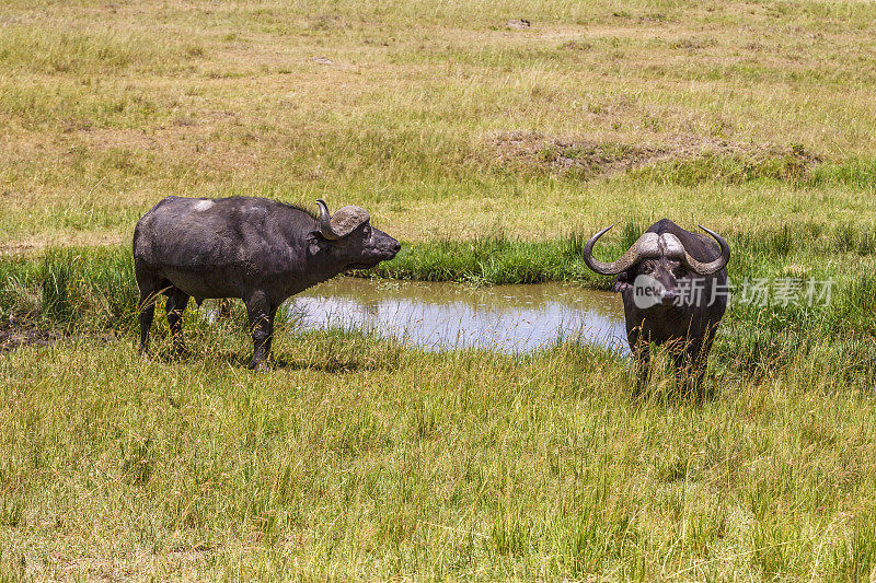两只大非洲水牛在稀树草原上的一个水坑边