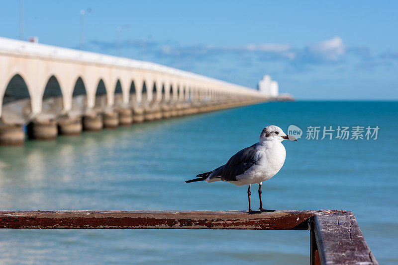 尤卡坦半岛普罗格雷索码头背景的鸟类