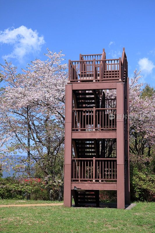 观景台，樱花盛开的季节(高知县高知市，202404)
