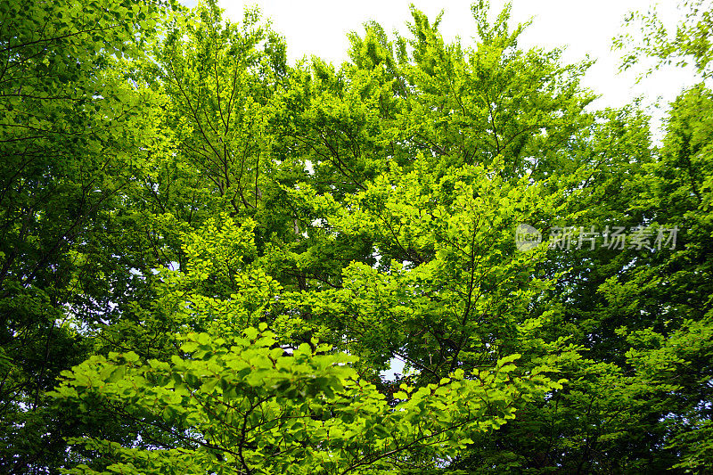 山毛榉树的树冠和新鲜的绿叶。
