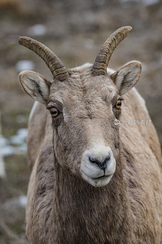 落基山大角羊，加拿大羊，是一种原产于北美的羊。黄石国家公园，怀俄明州。冬天。