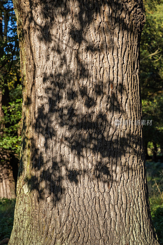橡树树干上树叶的影子