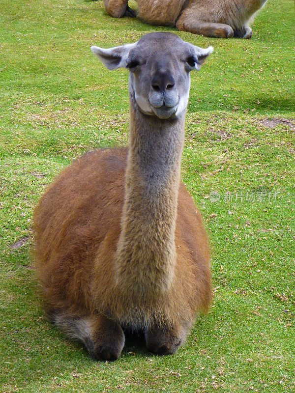 秘鲁库斯科，一只棕色羊驼悠闲地坐在羊驼牧场上