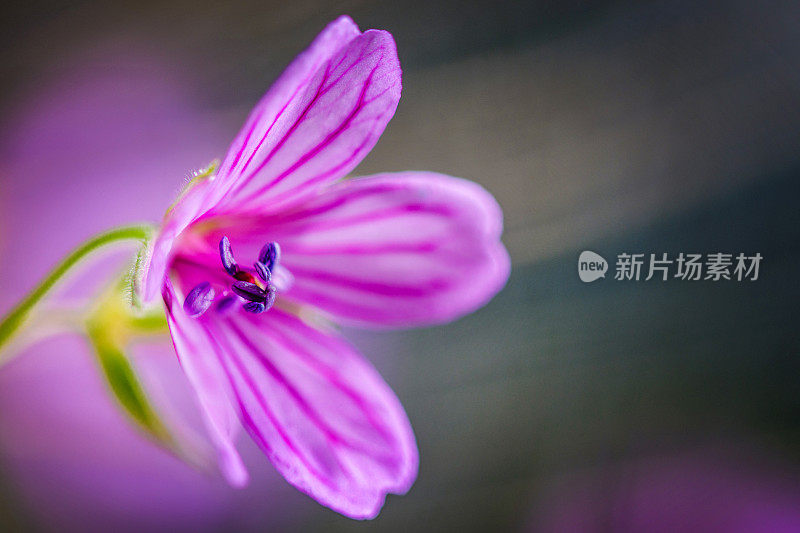 多色微距摄影，自然和花卉背景