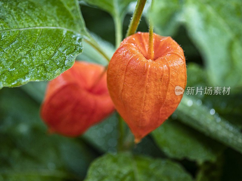 冬天的樱桃又名中国灯笼植物西雅图雨后