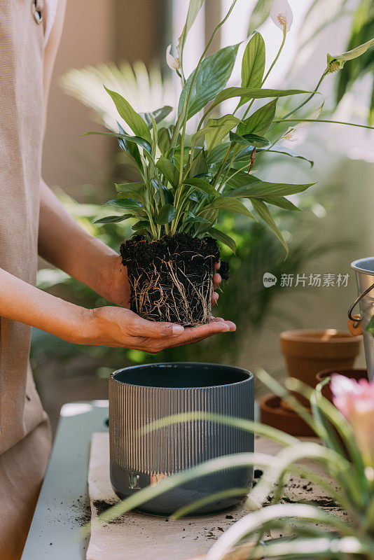 简单的室内植物护理小贴士，让你的植物保持健康