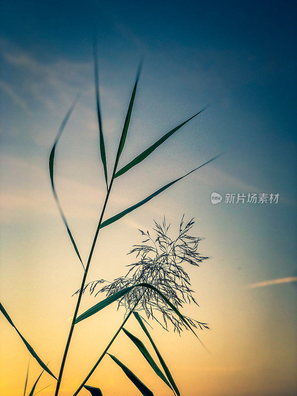 夕阳里美丽的芦苇。