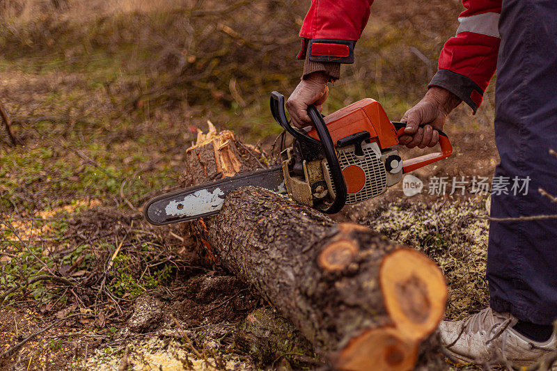 无法辨认的人在砍伐森林，同时用电动手锯砍伐树木