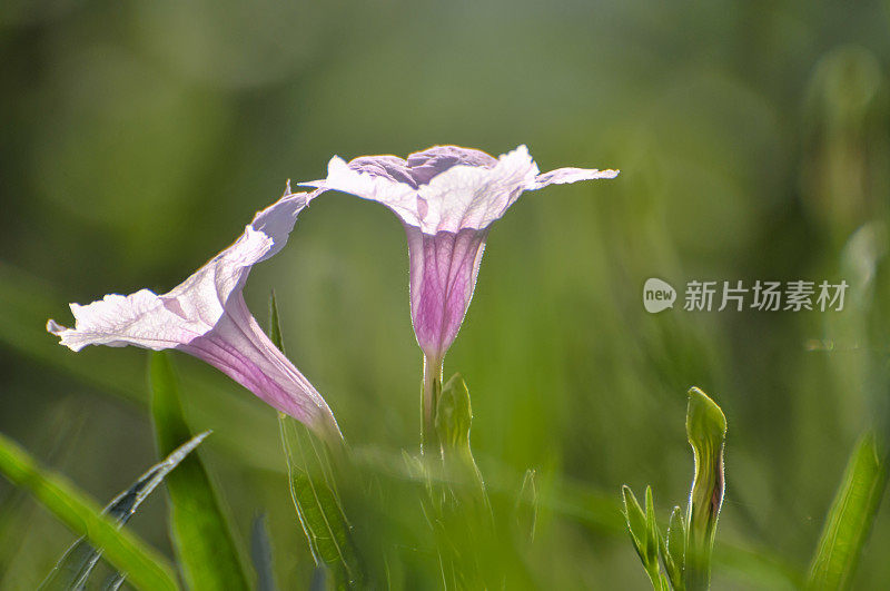 粉红色的小花盛开在花园里