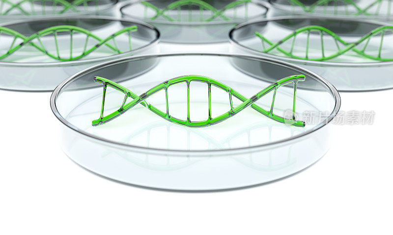 绿色玻璃DNA在培养皿中