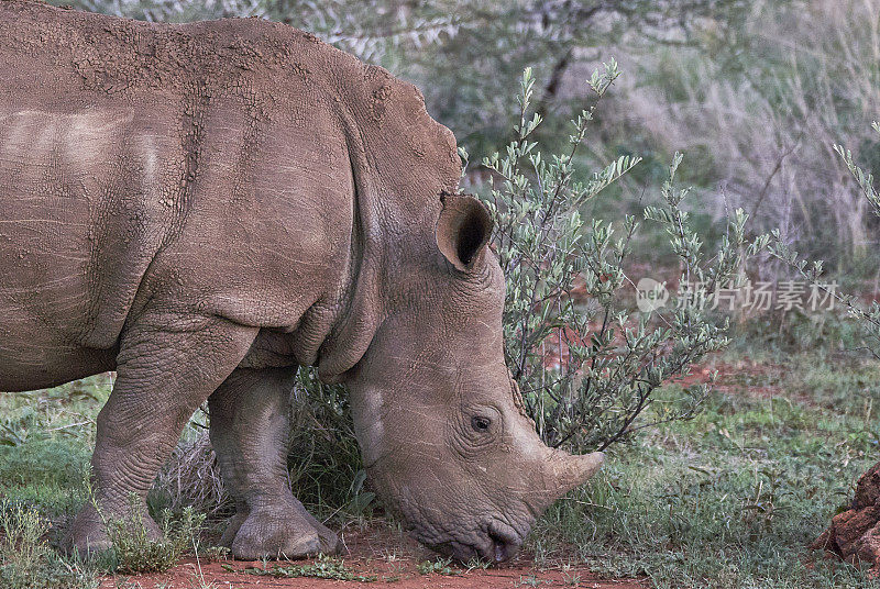 在南非美丽的兰斯堡国家公园，野生犀牛在夏天吃草