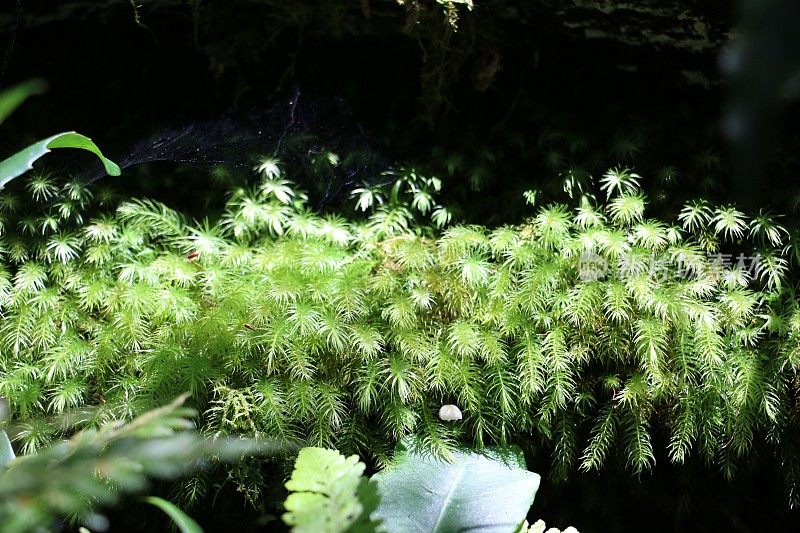 鲜绿苔架