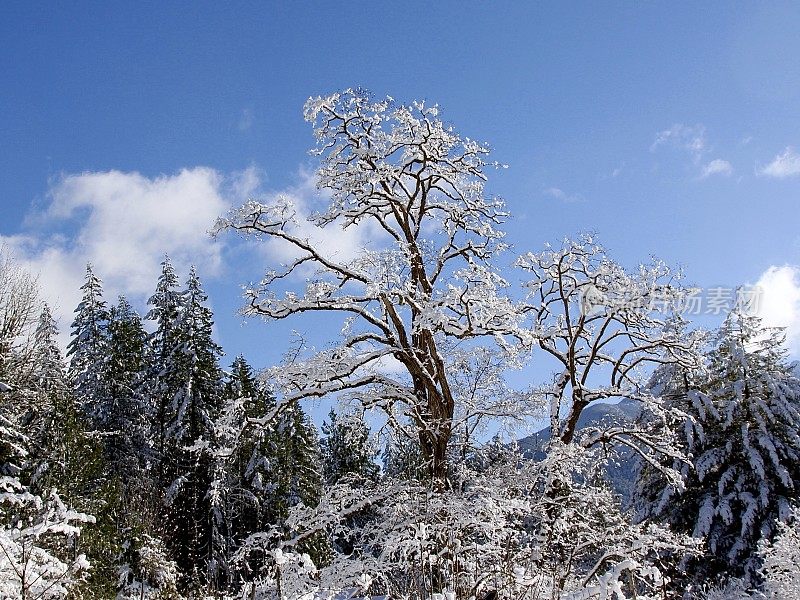 一棵被冬雪覆盖的枫树