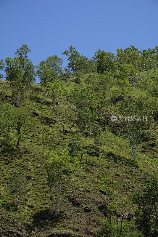 东帝汶绿色山丘的美丽景色。欣赏树木、山丘和蓝天。