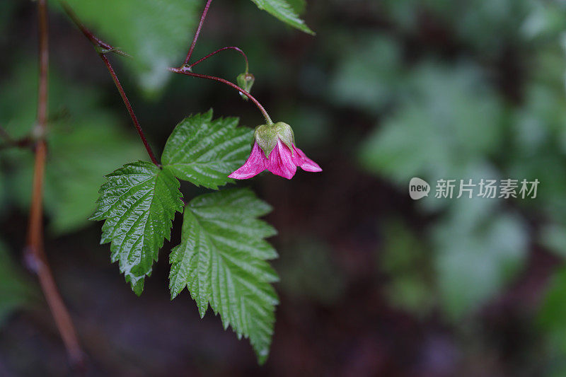 春天的鲑鱼花