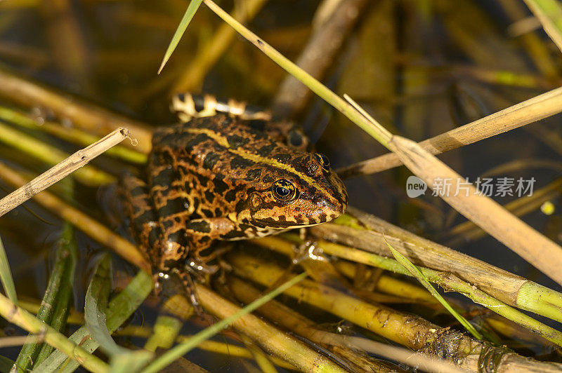 青蛙躲在草丛里