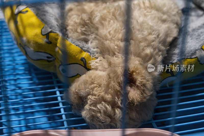 一只泰迪狗睡在笼子里